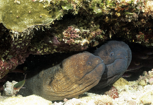 Giant Moray Eels