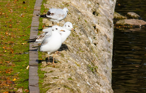 Young gulls by West Park lake