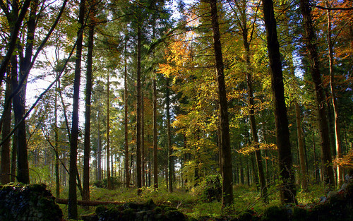 ireland forest autum countyroscommon roscommon motepark autumcolours knockcroghery croftontrail