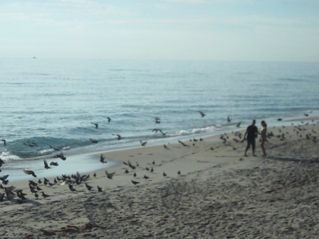 The Bird Lady on the Beach ---  Video