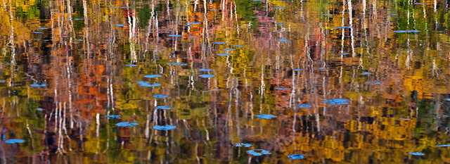 Fall Reflection and Lily Pads Reflecting the Blue Sky