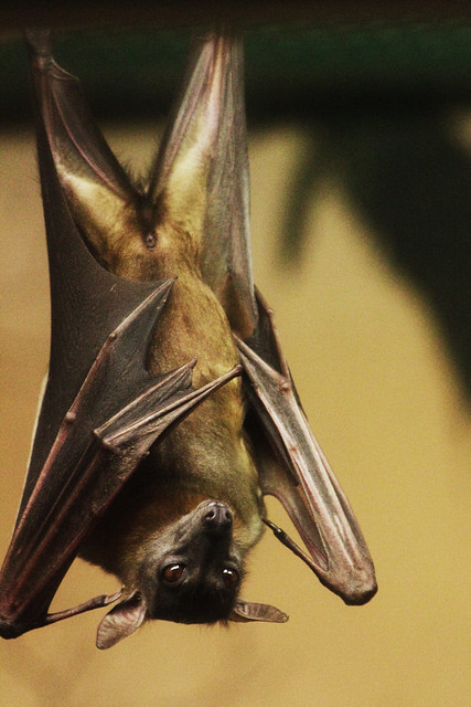 Bat Hanger