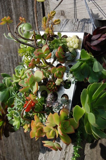 Succulent wall thingy after