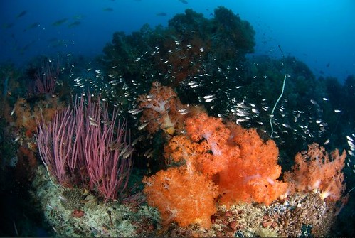 Fiji
