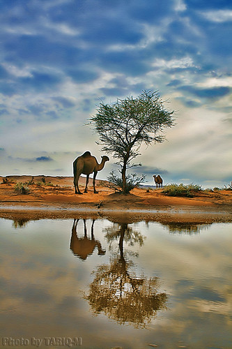 Reflection of Camel by TARIQ-M