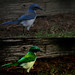 The Blue Bird of Happiness-Before & After