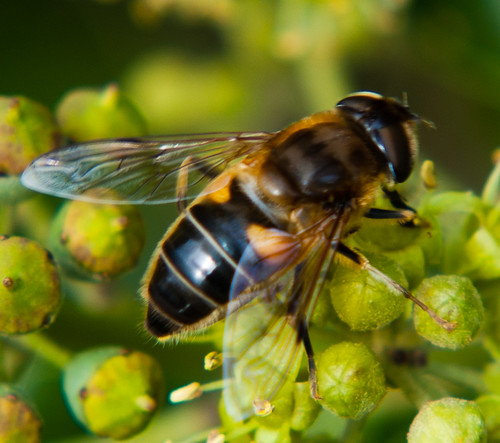 Hoverfly feeding on an ivy flower