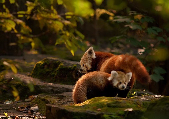 little red panda