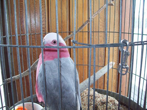 100_2590 Pinky The Rescued Galah | by River Dweller