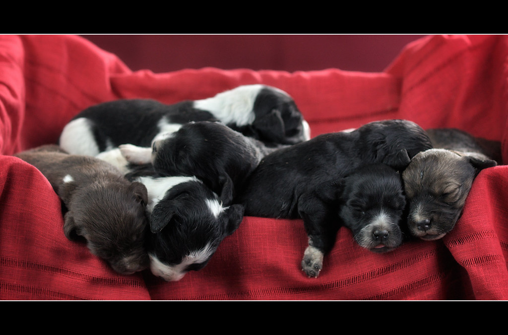 hemos-tenido-cachorros-dos-softbox-delante-a-ambos-lados-d-flickr