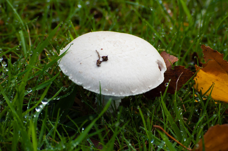 Field mushroom
