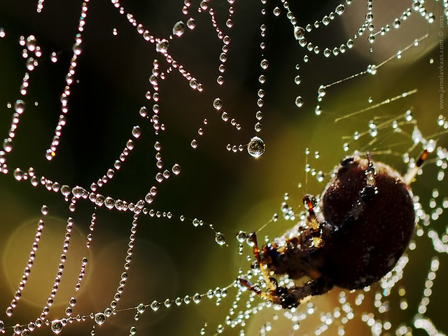 Cross Spider's web