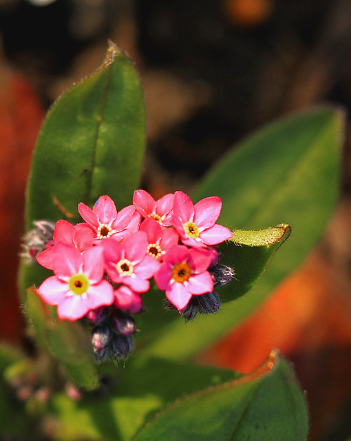 Pink forget me not?