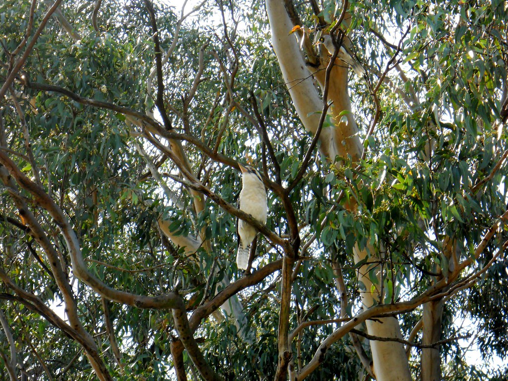 Kookaburra Abbotsbury NSW 2011