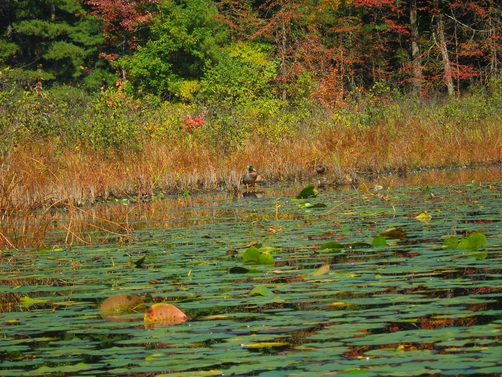Hampton Ponds Westfield MA Rusty Clark 100K Photos Flickr
