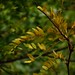 Honeylocust leaves