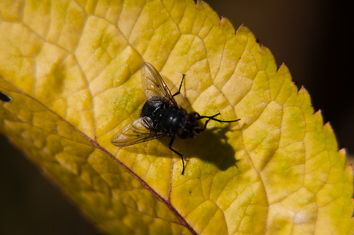 Fly cleaning its legs