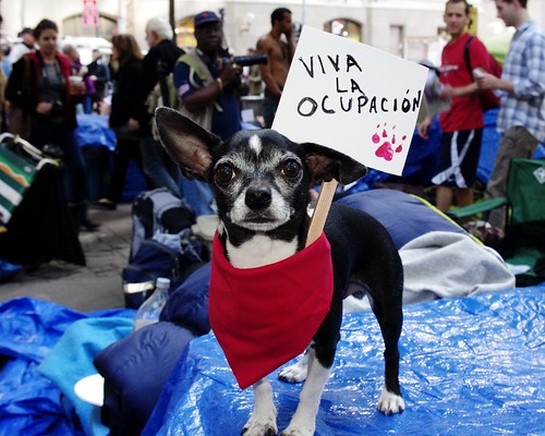 Occupy Wall Street Dogs Animals Chihuahua Pets 2011 | by david_shankbone