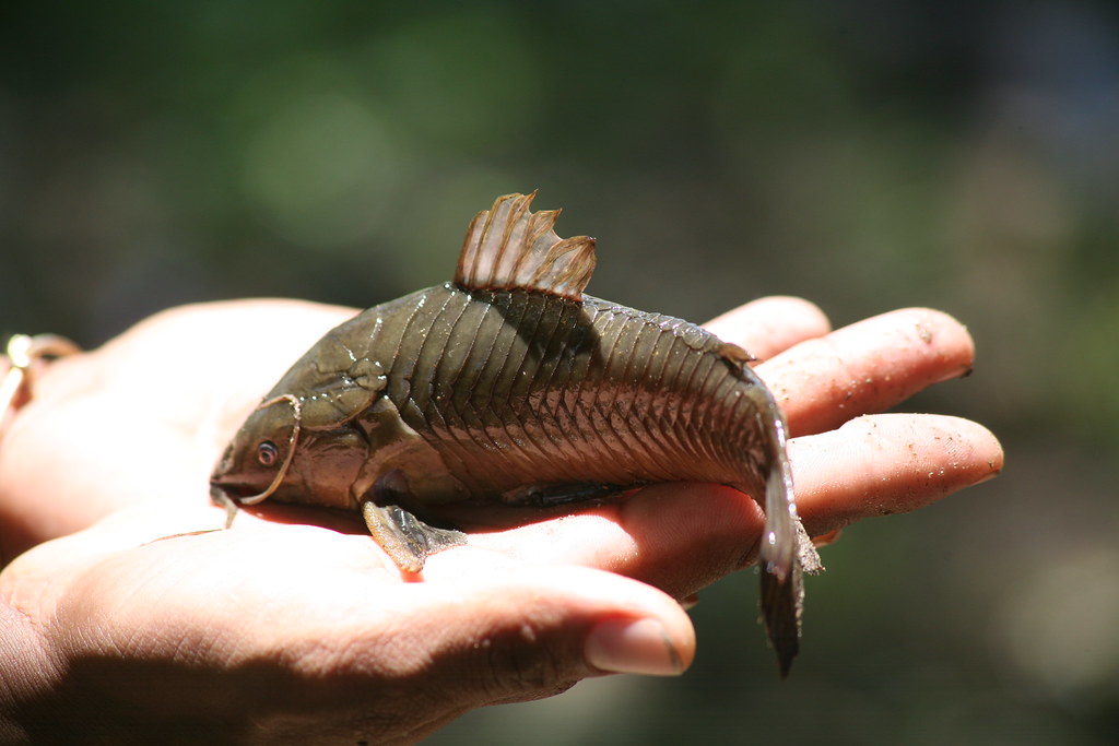 Cascadoo In Hand © | AKA Cascadura, (Hoplosternum littoral) … | Flickr