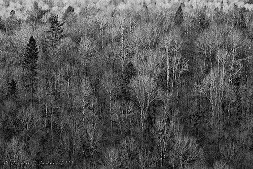 trees bw ontario forest algonquinpark northernontario lookouttrail dje canonef24105f4lis canoneos7d djengland djenglandphotography