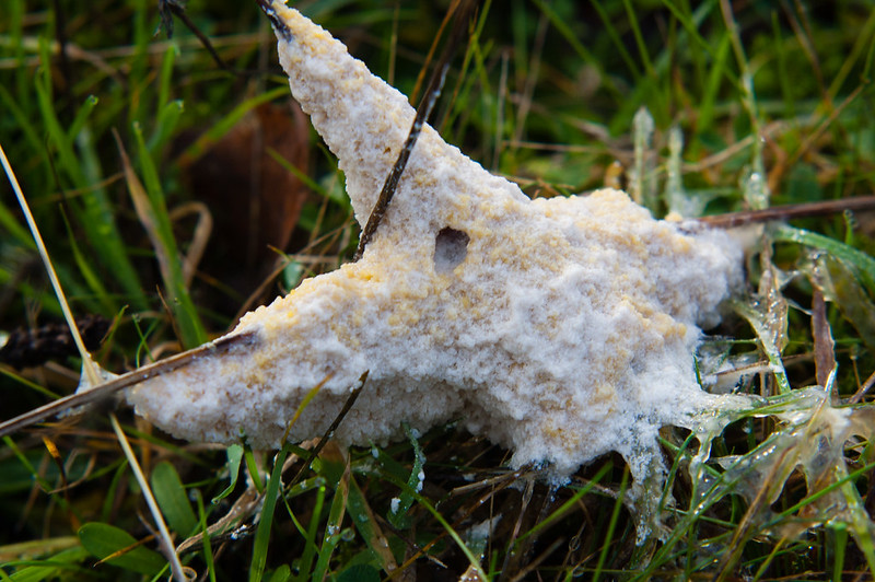 Cauliflower fungus