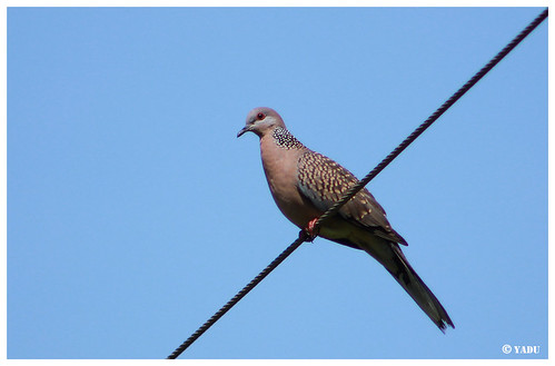 blue bird beautiful beauty pigeon dove birding bluesky kerala spotteddove electricline redlegs aralam kannur yadu പക്ഷി spottedwings പക്ഷികള്‍ നീലാകാശം അരിപ്രാവ് യദുആറളം ആറളം chedikkulam പ്രാവ് സുന്ദരിപക്ഷി yaduaralam യദു yadusphotography ചെടിക്കുളം