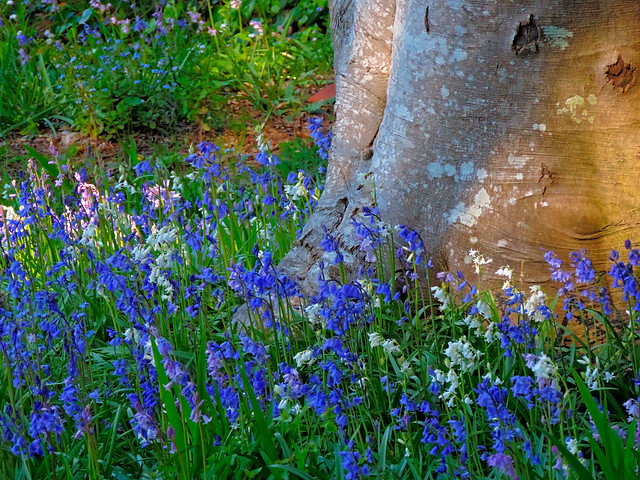 Spring In Melbourne - CHG Spanish Bluebells   (#232 in series) - Olinda VIC AU  26Sep2015 sRGB web