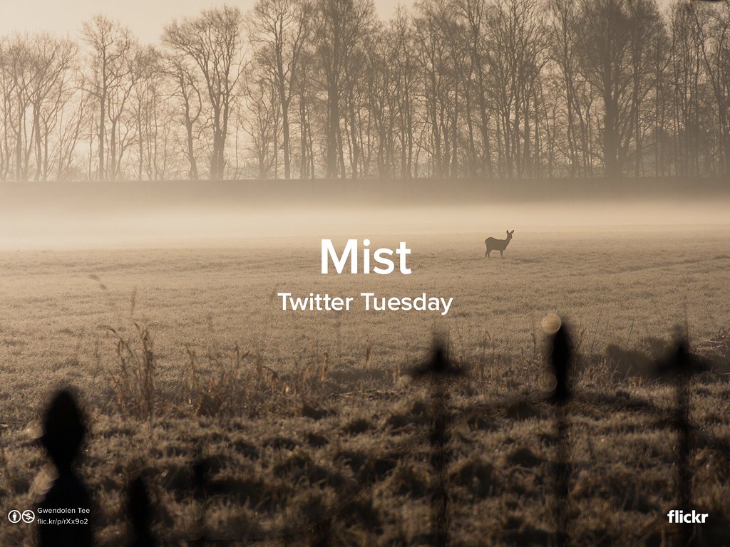Twitter Tuesday: Mist