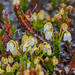Flickr photo 'Arctic Bell-heather (Cassiope tetragona var. tetragona)' by: Allan Hopkins.