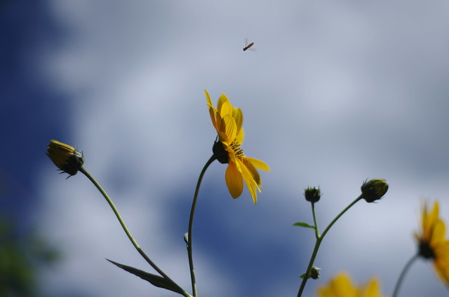up in the sky, flowers and hoverfly