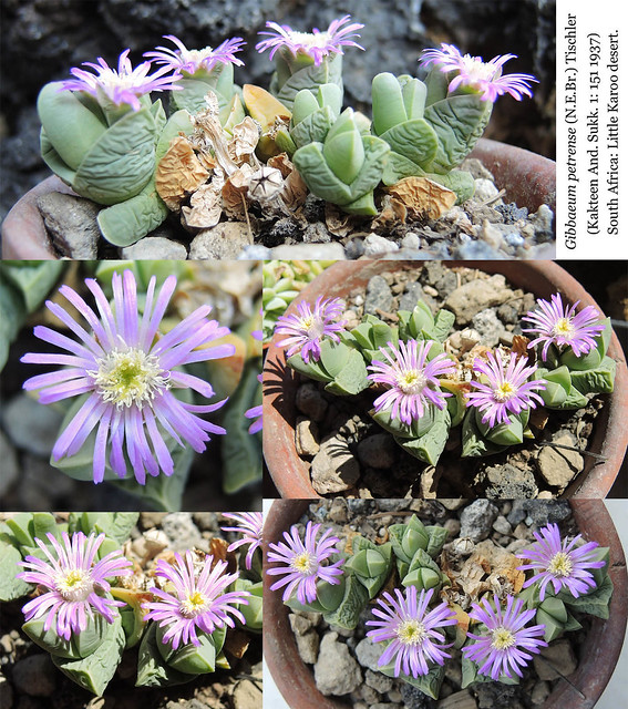 Gibbaeum petrense (collage)