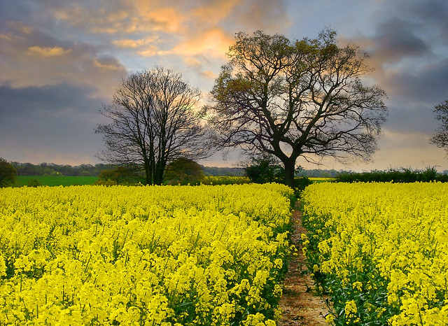 Field of Yellow, England, UK