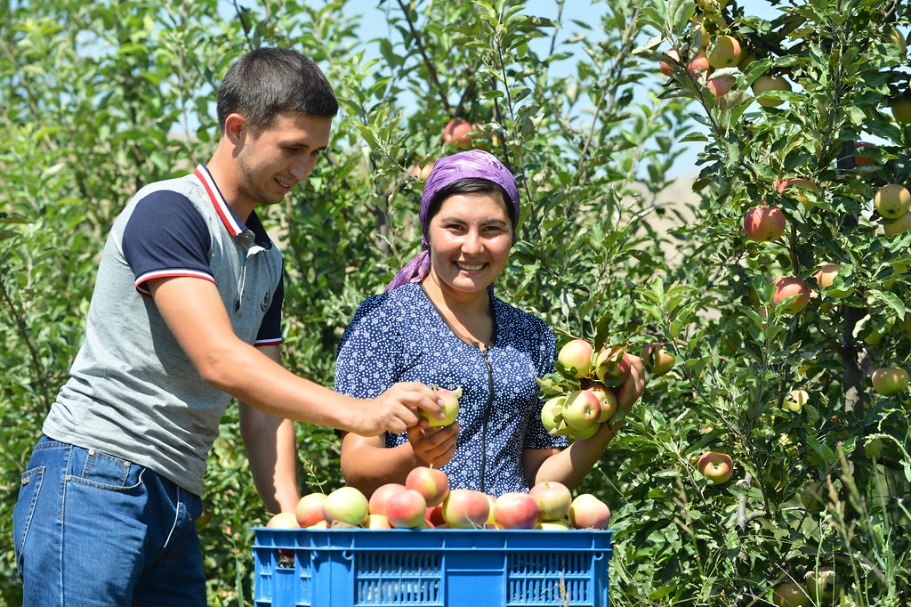 Apple harvest in Uzbekistan
