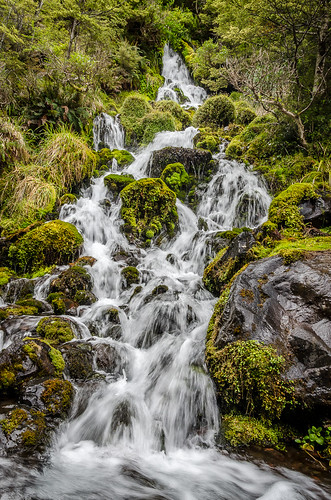 waitongafalls bush moss nature outdoor plant rock tree waterfall nationalpark northisland newzealand