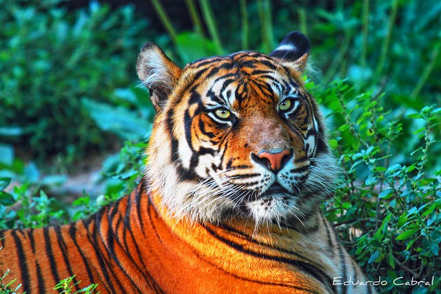 Tigre Tiger   IMG_6979