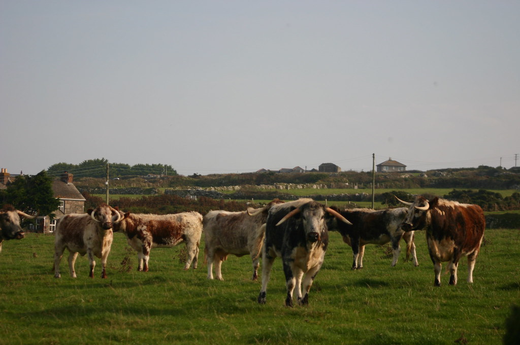 Sunset Herd 7 | Longhorn Cattle Society | Flickr