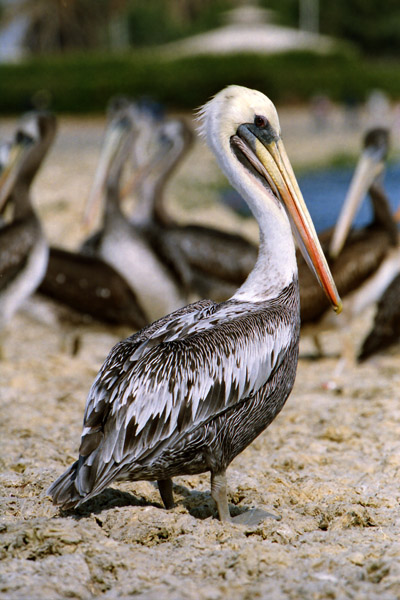 Peru Travel Photography Reisfotografie Pisco Pelicans Peru.256 by Hans Hendriksen