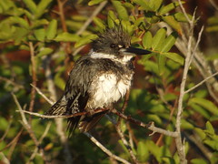 Belted Kingfisher, Merritt Island NWR, FL