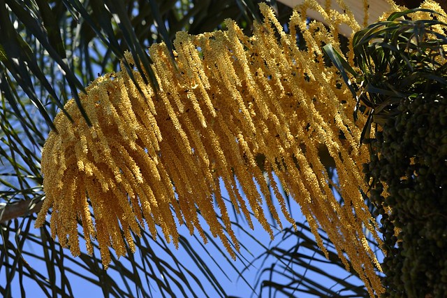 Palm flower detail