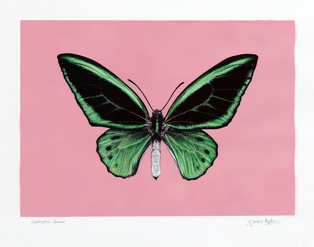 Ornithoptera Priamus, butterfly drawing / painting