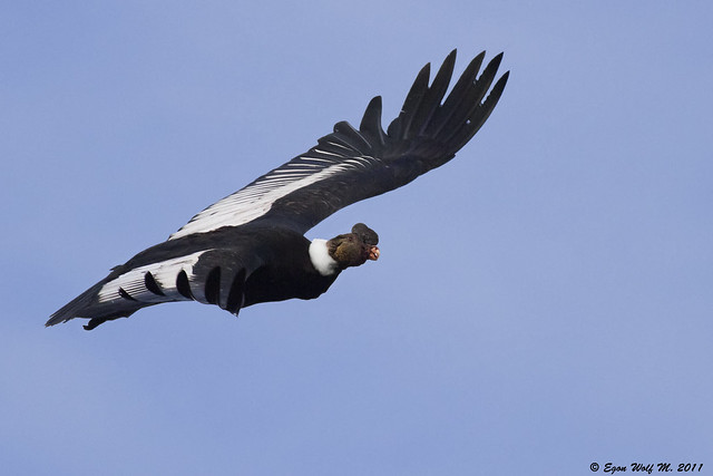Cóndor macho al vuelo (Vultur gryphus)