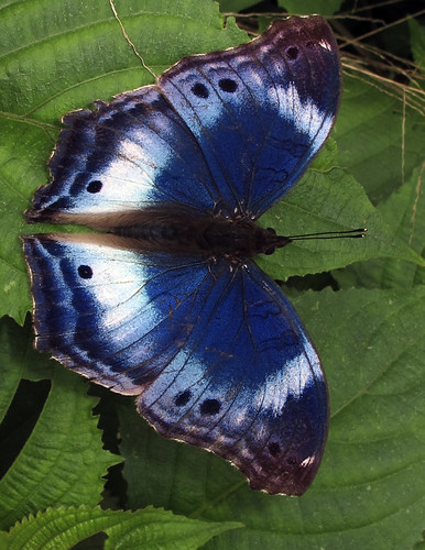 Western Blue Beauty - Protogoniomorpha cytora | John Vallender | Flickr