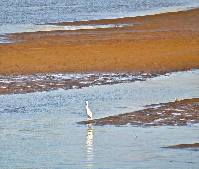 egret and friend.....