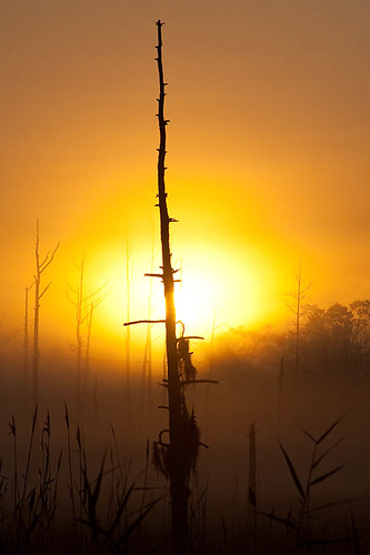 Tree Silhouette by skipp35us, fog frost northcarolina