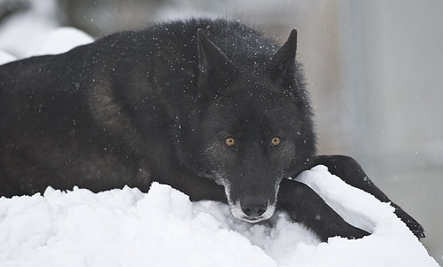 Black Wolf-38 | by Dan Newcomb Photography