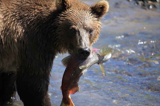Kamchatka Brown Bear Salmon Fishing Lake Kurilskoye Russia Far East