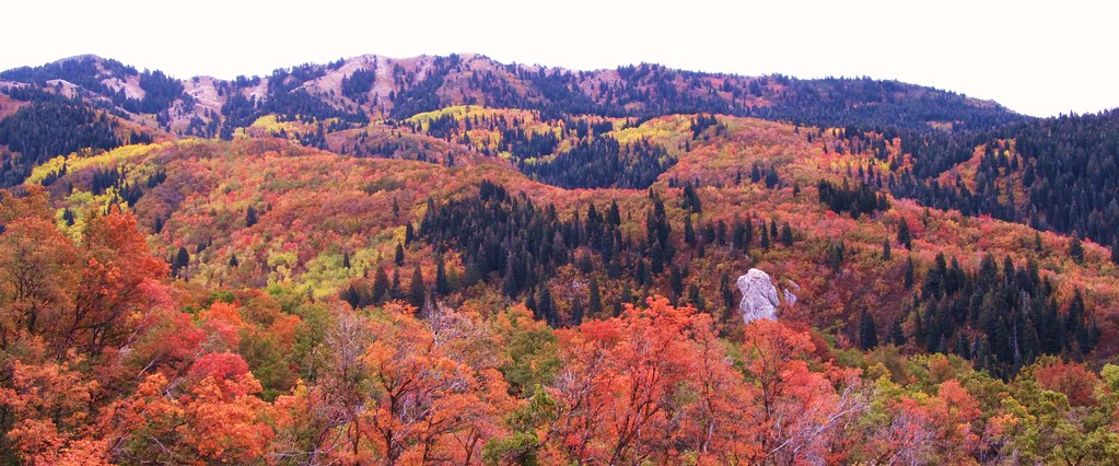 Fall Elephant Rocks Elephant Rock in the Fall | Families of Maple, Oak, Cottonwo… | Flickr