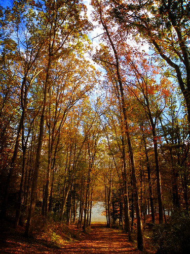 autumn trees lake leaves tuscarora pennsylvania path explore ie distressedjewell magicunicornverybest