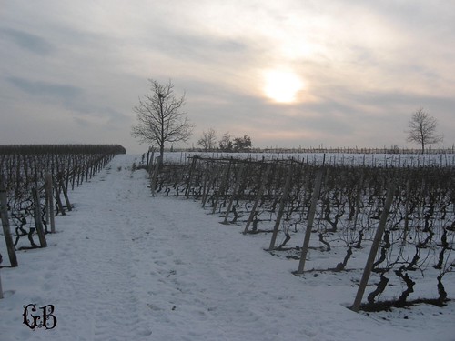 Canelli Gennaio 2009 by Giorgio (Oberto da Foro), winter sunset snow vineyards