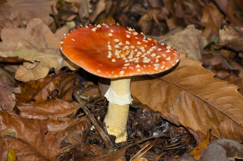 Faded fly agaric